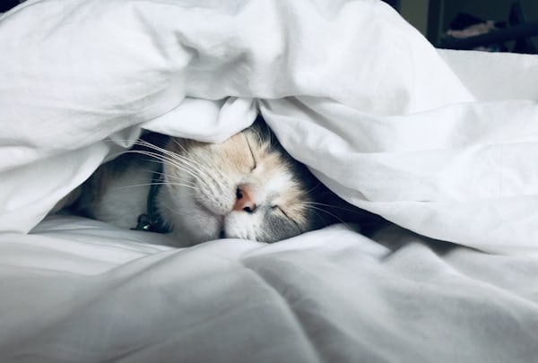 How Poor Sleep Is Secretly Destroying Your Fitness Progress